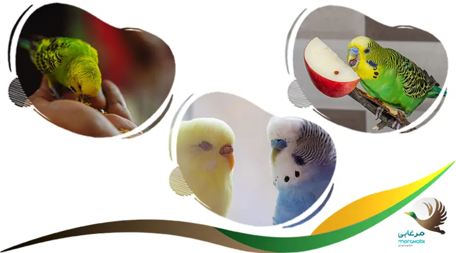 نحوه تشخیص سن مرغ عشق