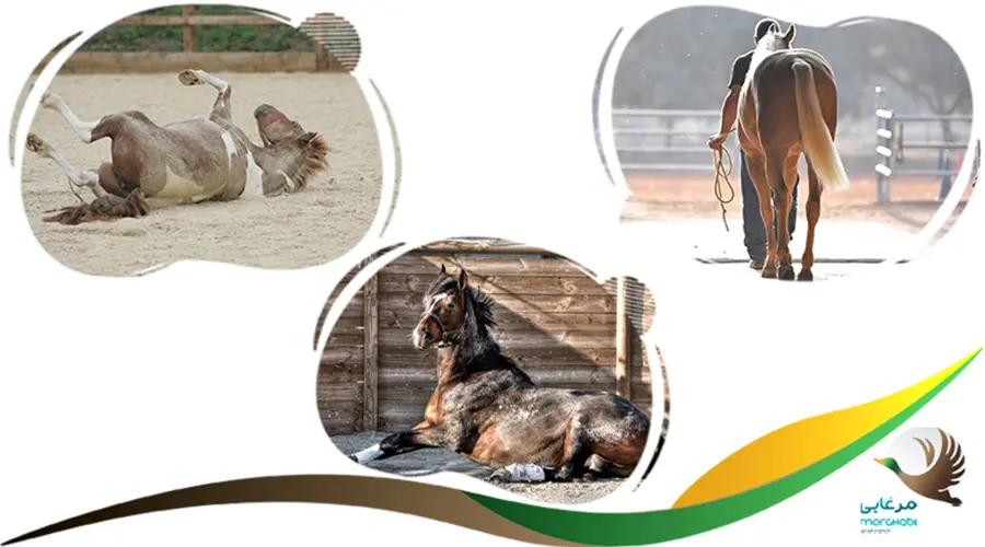 موارد زیر را نیز در طی مدت درمان کولیک اسب در خود فارم پرورش اسب یا پانسیون محل نگهداری آن باید رعایت نمود: