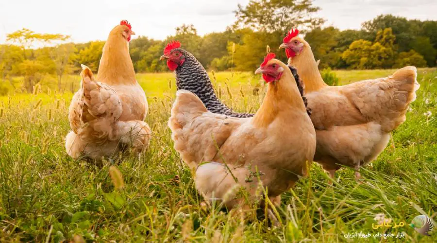 تفاوت دان آماده و کنسانتره طیوری