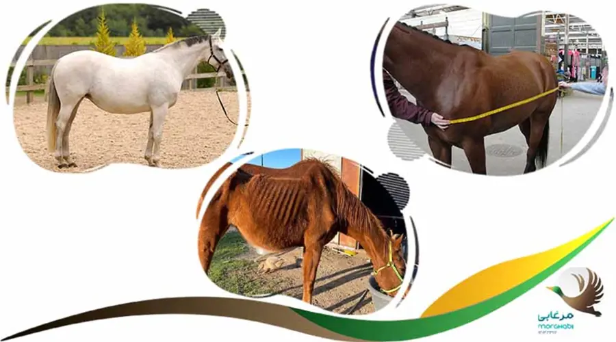 افزایش وزن اسب با مکمل اسب