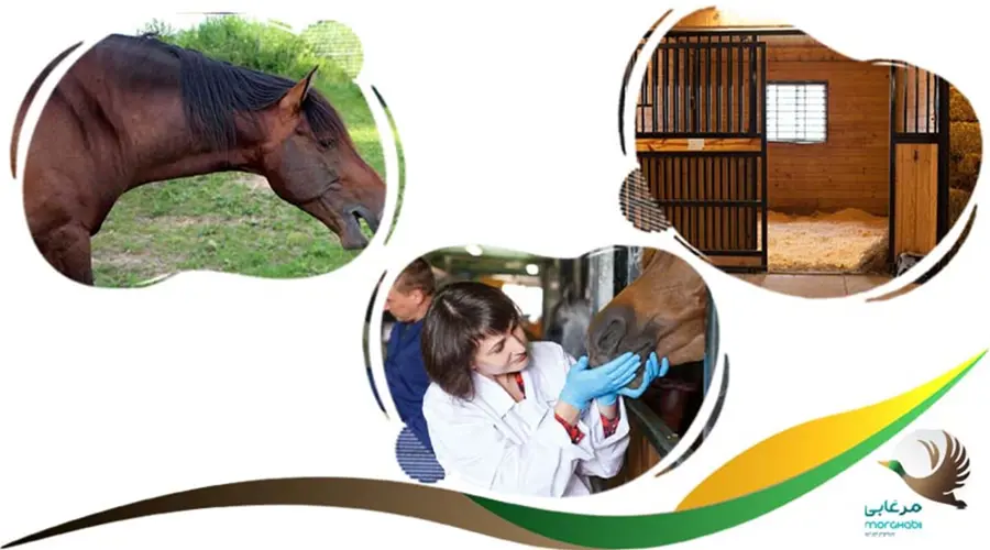 پیشگیری از آنفولانزای اسب