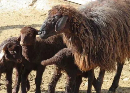 نژاد های برتر گوسفند ایرانی و مقایسه آن ها از لحاظ عملکرد و سازگاری 