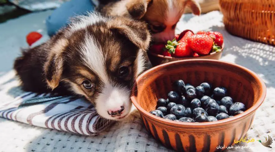 بلوبری، بهترین میان وعده برای سگ