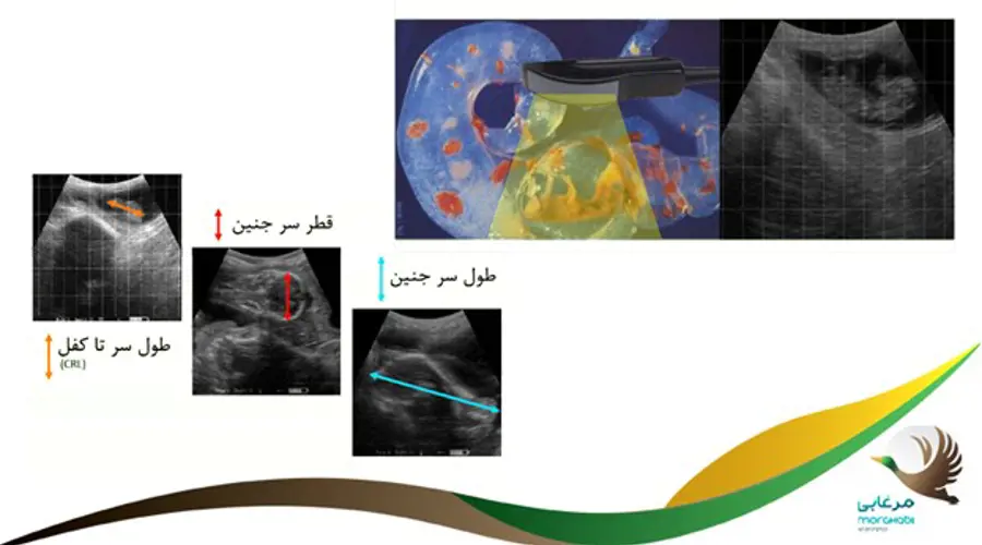 8 مزیت سونوگرافی در دام نسبت به سایر روش های تشخیص آبستنی و سایر نکات مهم