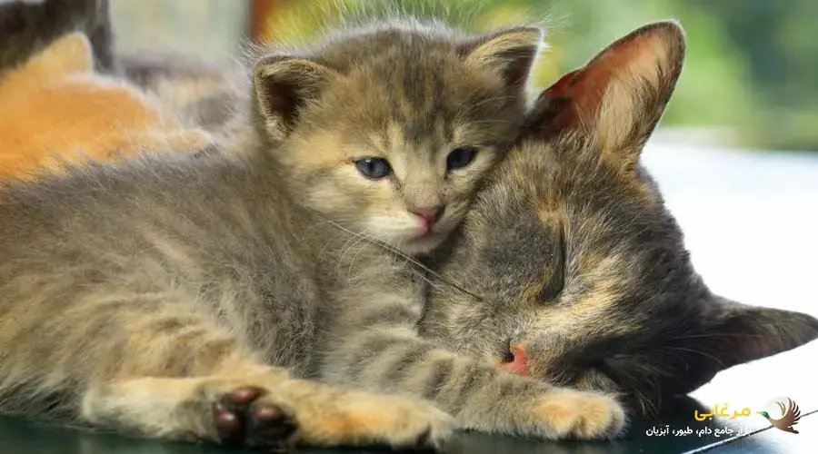غذای خانگی برای گربه بعد از زایمان