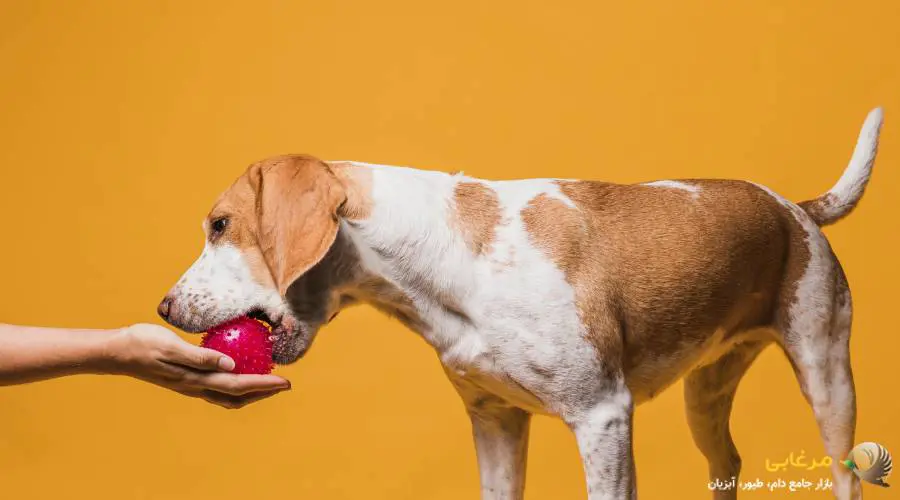 ویژگی بهترین میان وعده برای سگ ها