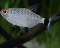 ماهی تترا چشم چراغی