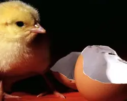 جوجه یکروزه گوشتی نژاد راس سن ۴۵ هفته 