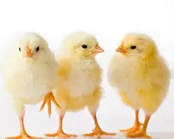 جوجه یکروزه گوشتی راس