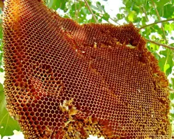 عسل جنگل