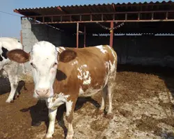 گوساله سیمینتال ، فروش گوساله ماده هلشتاین 