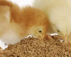 سوپراستارتر طیور