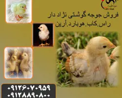 فروش جوجه مرغ گوشتی راس و پلاس - طیور - طیور