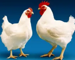 مرغ گوشتی وزن ۲۹۰۰ تا ۳۰۰۰