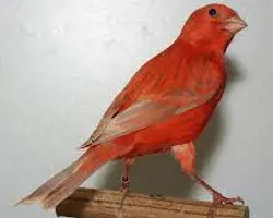 قناری سرخ