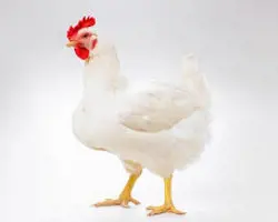 جوجه یکروزه گوشتی کاب ۳۹ هفته درجه ۱
