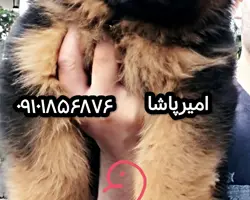فروش سگ ژرمن شپرد توله و بالغ