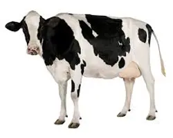 گاو تلیسه