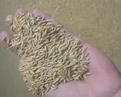 جو محلی گلستان