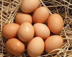 تخم مرغ اورگانیک