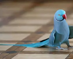 پرنده ملنگو آبی