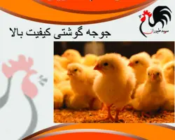 فروش انواع جوجه گوشتی پلاس