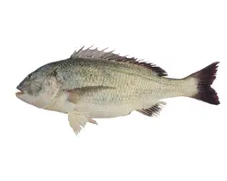 ماهی صبیتی (چندال/جهرو/جاهرو) 