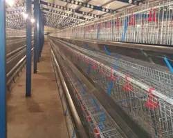 فروش قفس مرغ تخمگذار 
