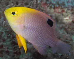 ماهی دامسل تالبوت