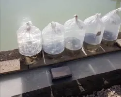 استخر  بچه ماهی آمور