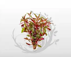 گیاه لودویجیا پرونسیس