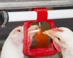 سیستم آبخوری نیپل با لوله چهار گوش به طول 55 متر