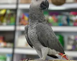 کاسکو