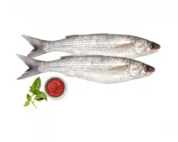 ماهی گاریز یا مید
