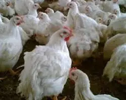 مرغ زنده 