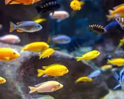سیچلاید رنگی
