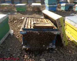 کلنی بومی 3قاب