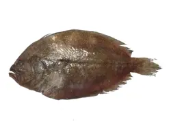 ماهی کفشک