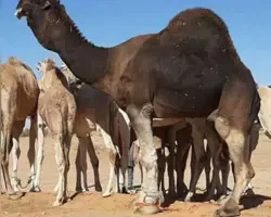 شتر نائینی بزرگ
