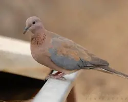 یاکریم 