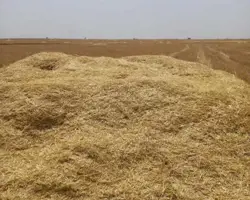 کاه گندم