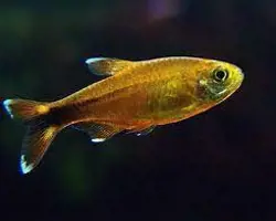 ماهی تترا گلدن تیپ مولد