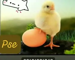 جوجه یکروزه گوشتی نژاد کاب سن ۴۲