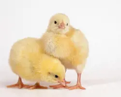 جوجه یکروزه گوشتی امیران کاب