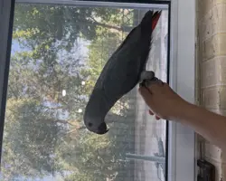 طوطی کاسکو 