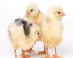 جوجه یکروزه نژاد کاب