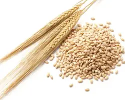 جو روس از انزلی