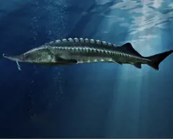 خوراک ماهیان خاویاری