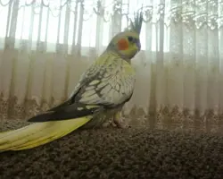 پرنده عروس هلندی گل باقالی