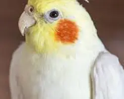 عروس هلندی مولد جفت ( نر و ماده )یکبار جوجه داده/ رام
